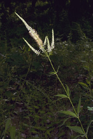 culver's root 4